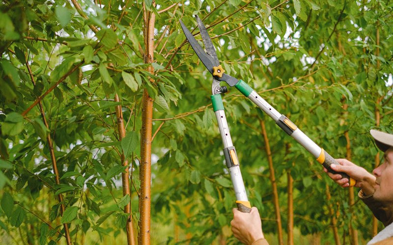 Tree trimming in Martin, ND