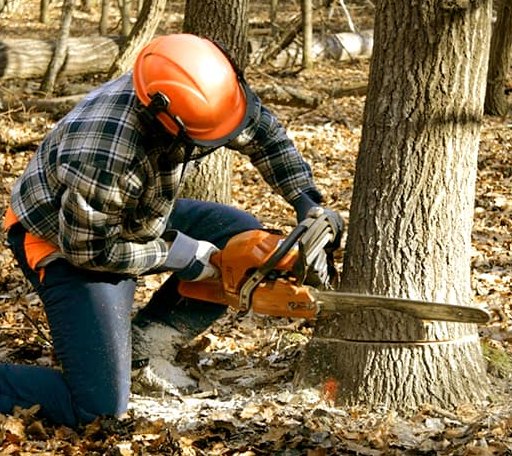 Tree Removal in Martin, ND